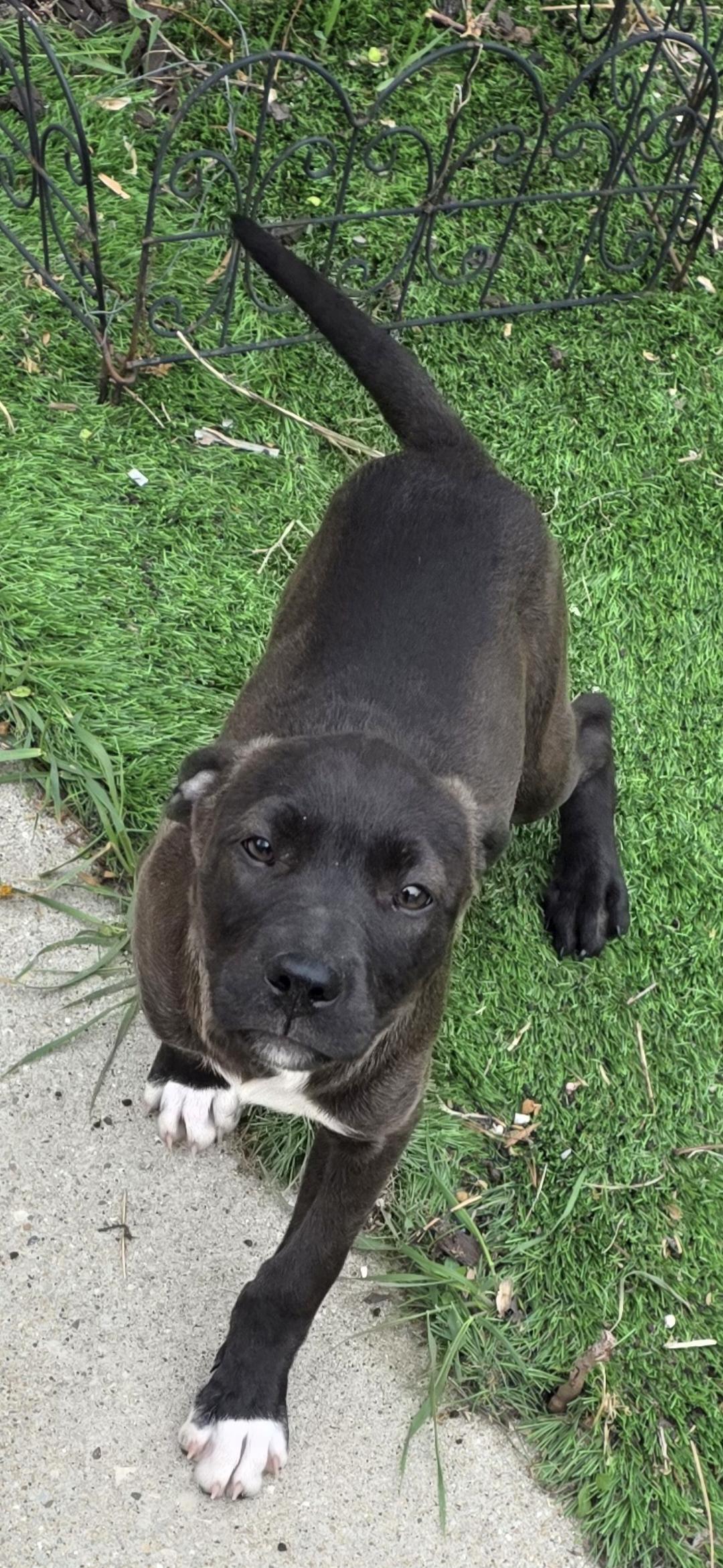 Nikki, adopted, Puppy Female Mixed Breed.