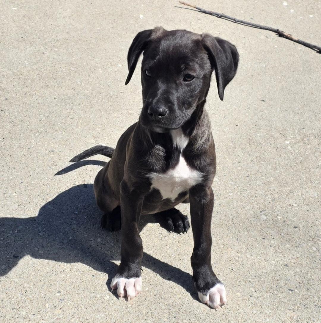 Enlarge Nikki, an adopted Mixed Breed in Kenosha, WI image 3/4