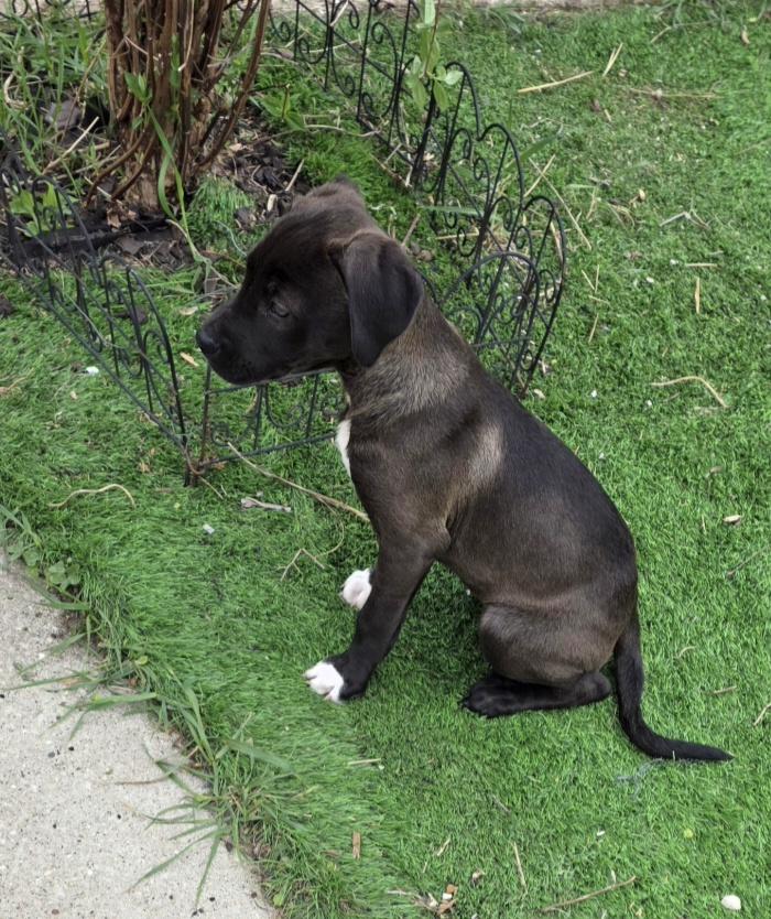 Enlarge Nikki, an adopted Mixed Breed in Kenosha, WI image 4/4