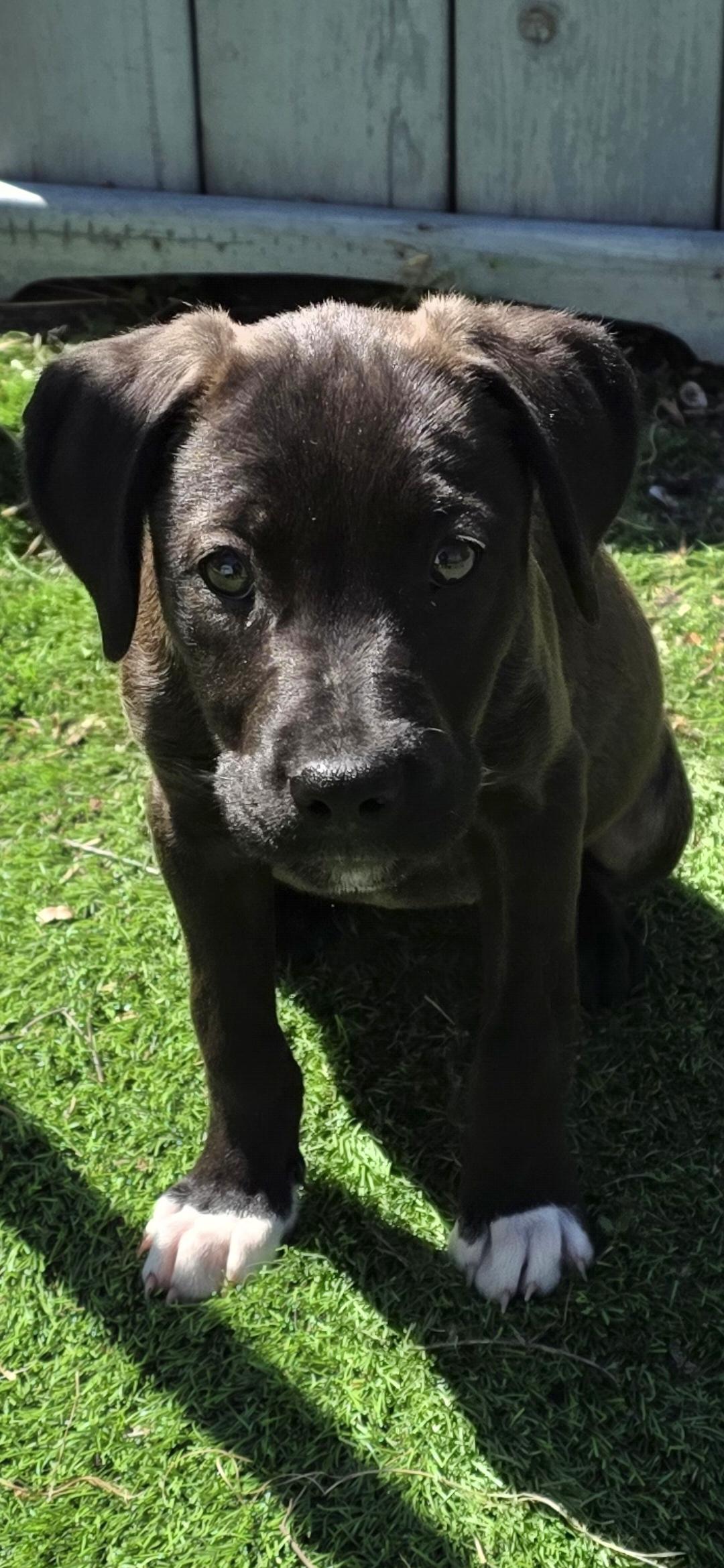 Enlarge Nikki, an adopted Mixed Breed in Kenosha, WI image 2/4