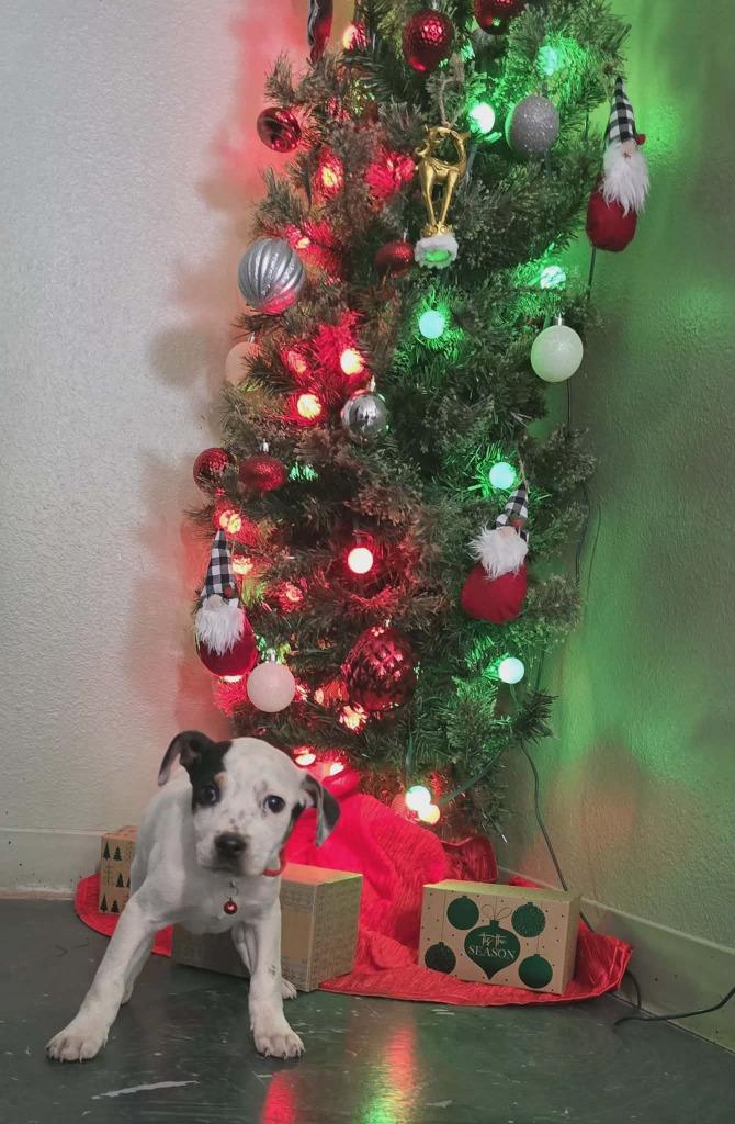 Enlarge Tinsel, a Adoptable mixed breed in Hillsdale, IN image 1/1