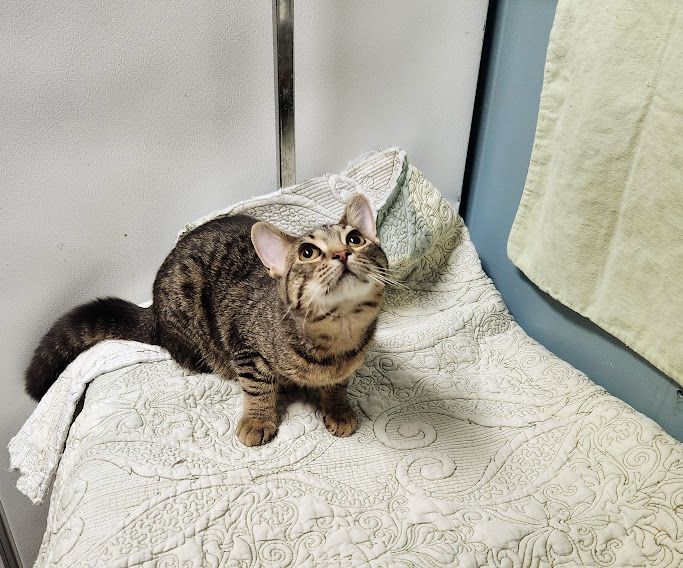 Envy, Adoptable, Young Female Domestic Short Hair.