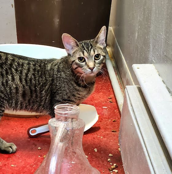 Enlarge Envy, a Adoptable Domestic Short Hair in Hoopeston, IL image 2/5