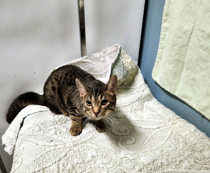 Enlarge Envy, a Adoptable Domestic Short Hair in Hoopeston, IL image 3/5