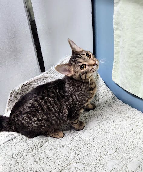 Enlarge Envy, a Adoptable Domestic Short Hair in Hoopeston, IL image 4/5