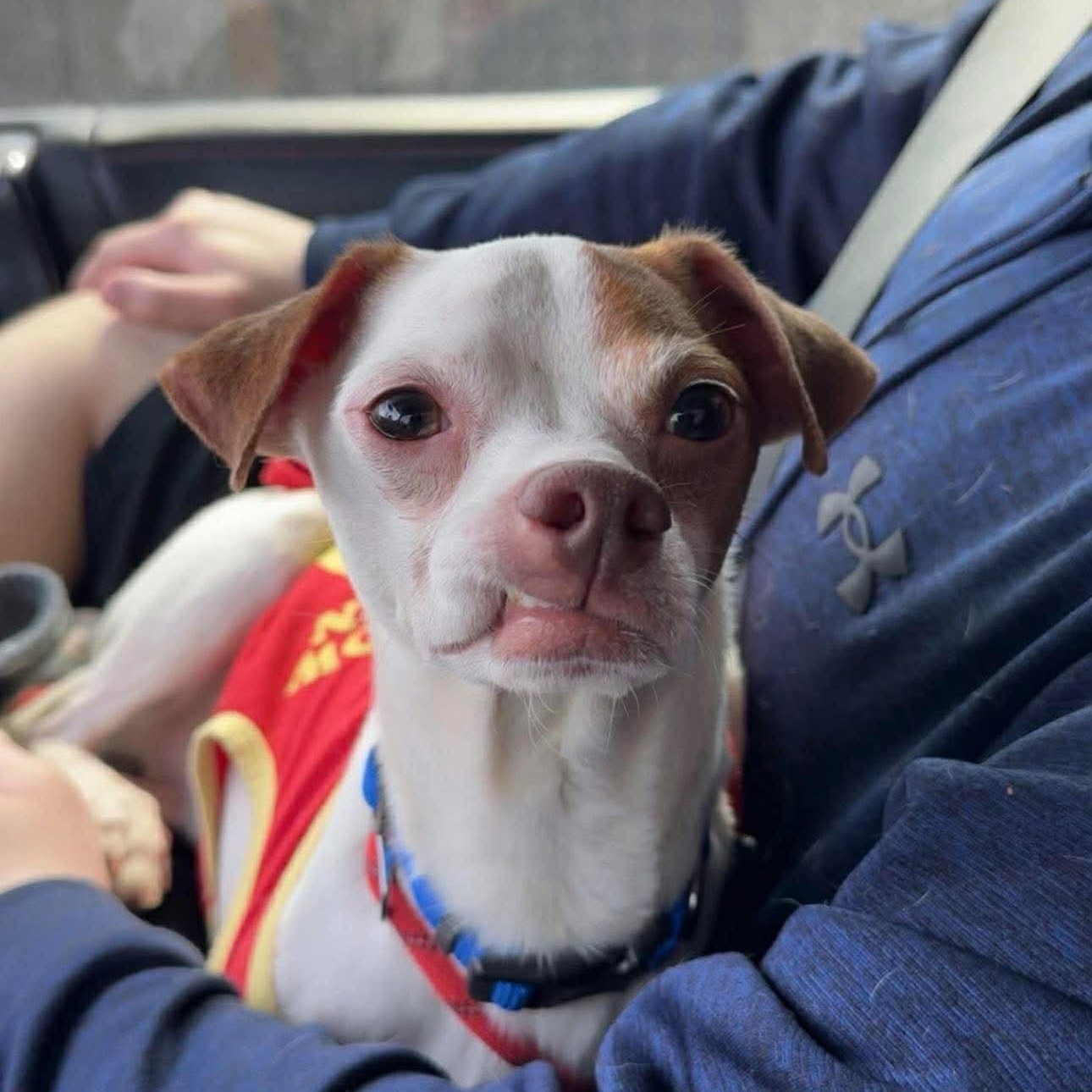 Enlarge Phoenix , a ADOPTABLE mixed breed in Pelham, NH image 3/6