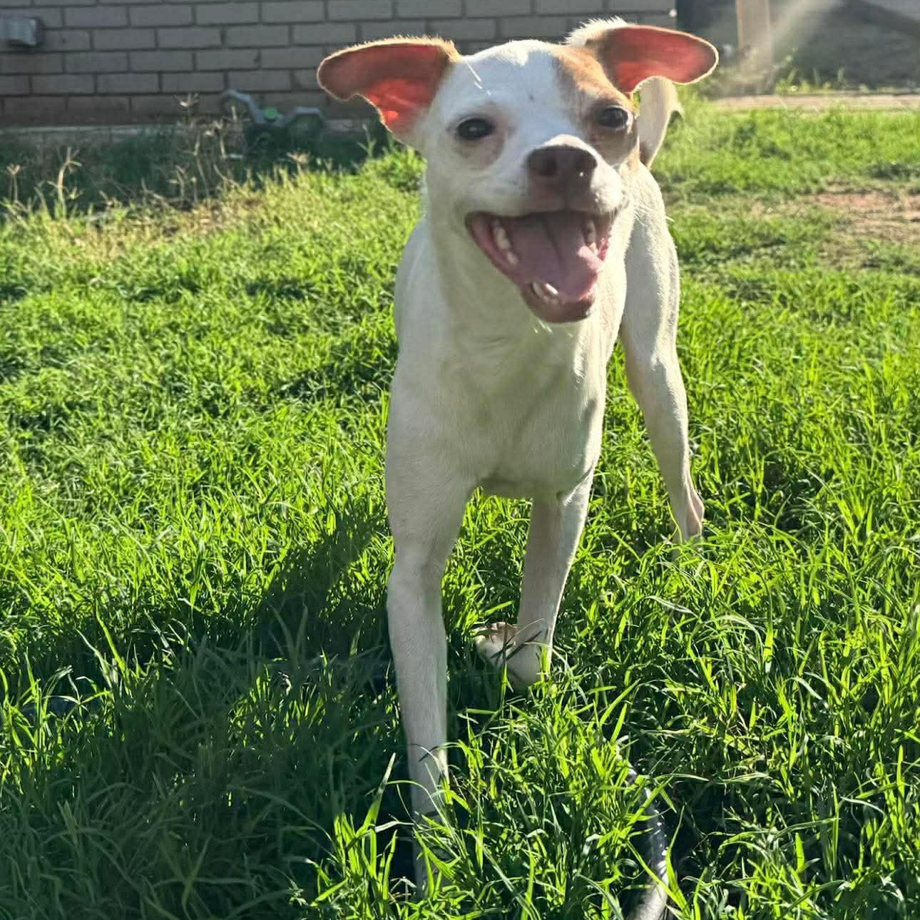 Phoenix , ADOPTABLE, Adult Female Chihuahua.