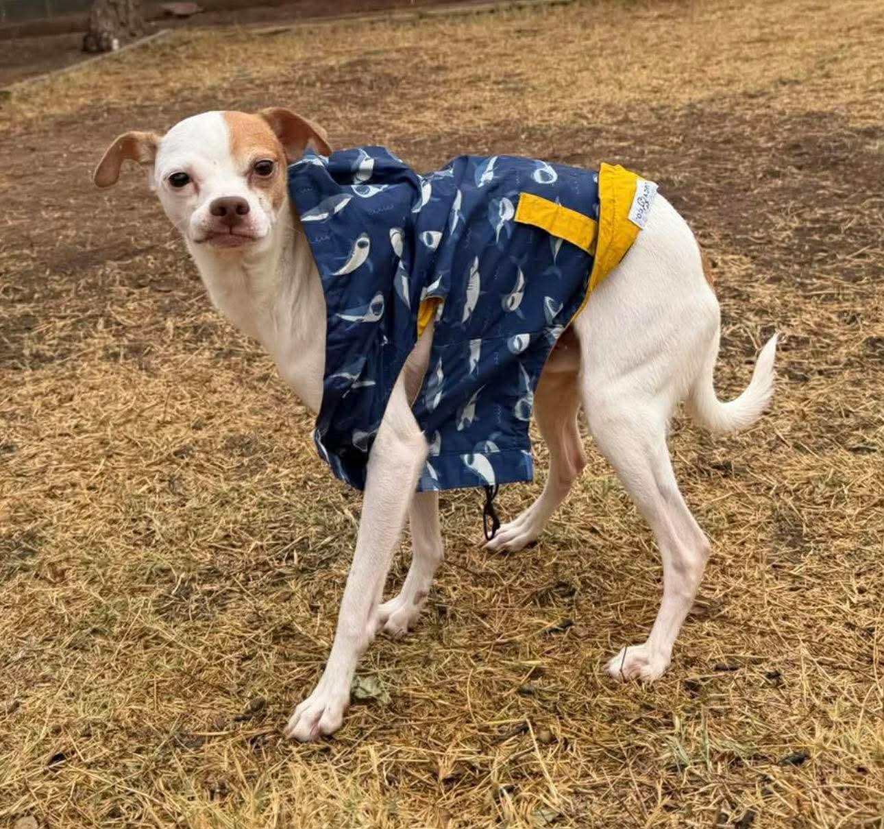 Enlarge Phoenix , a ADOPTABLE mixed breed in Pelham, NH image 5/6