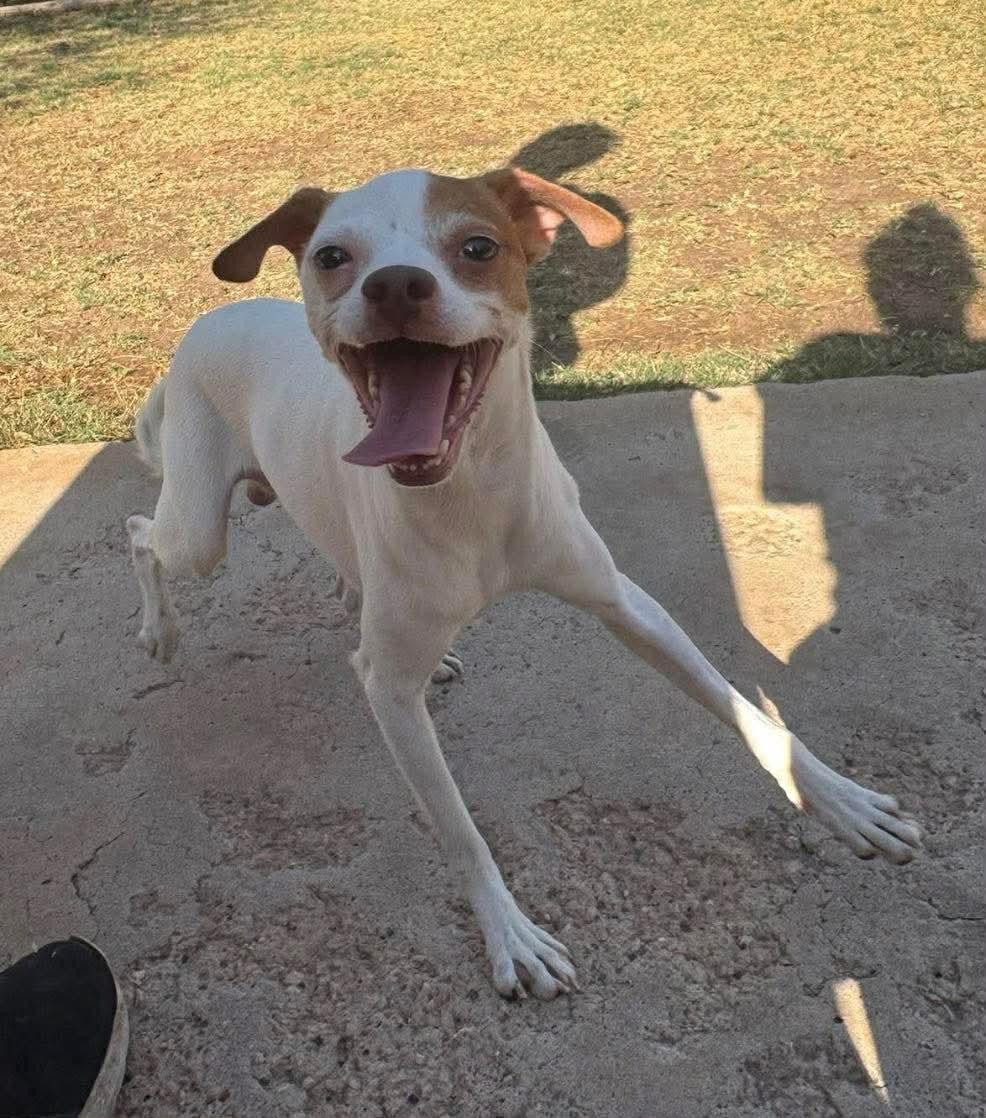 Enlarge Phoenix , a ADOPTABLE mixed breed in Pelham, NH image 6/6