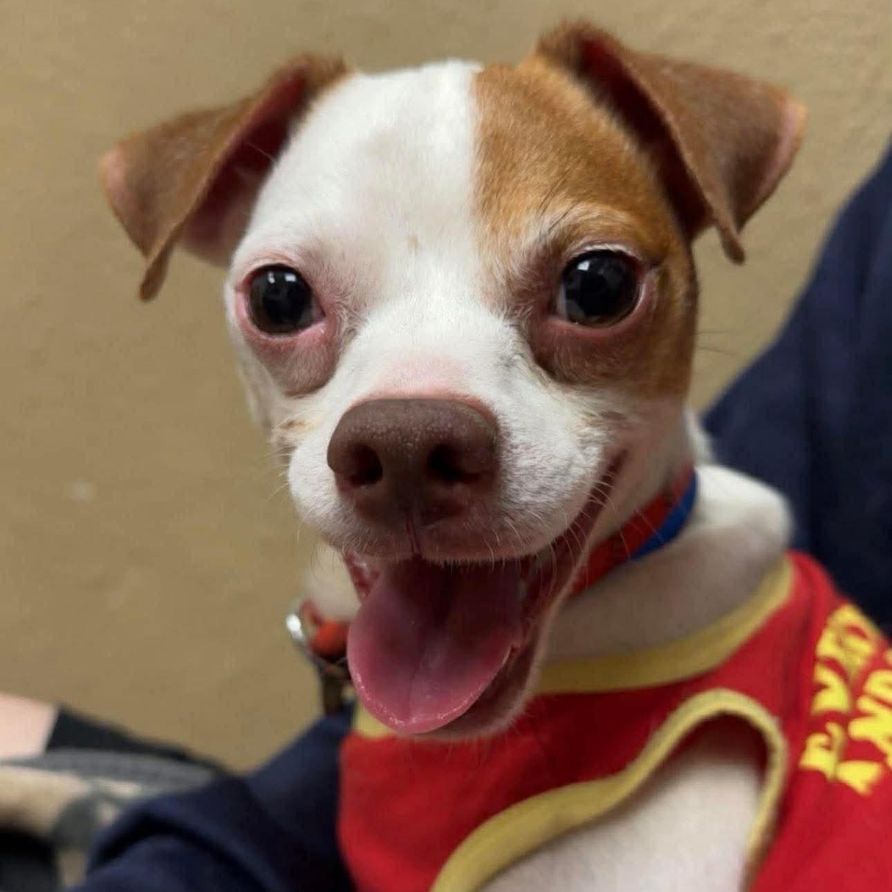 Enlarge Phoenix , a ADOPTABLE mixed breed in Pelham, NH image 4/6