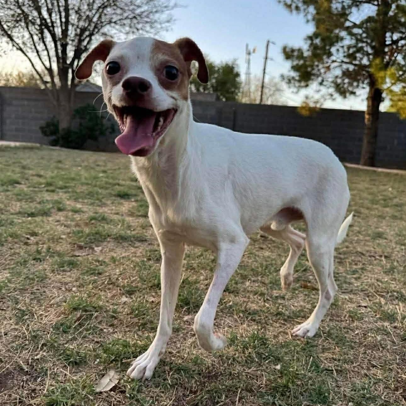 Enlarge Phoenix , a ADOPTABLE mixed breed in Pelham, NH image 2/6