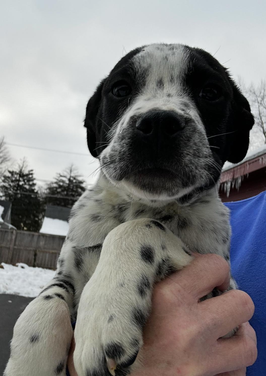 Enlarge Eddie, a Adoptable mixed breed in Arlington Heights, IL image 1/4