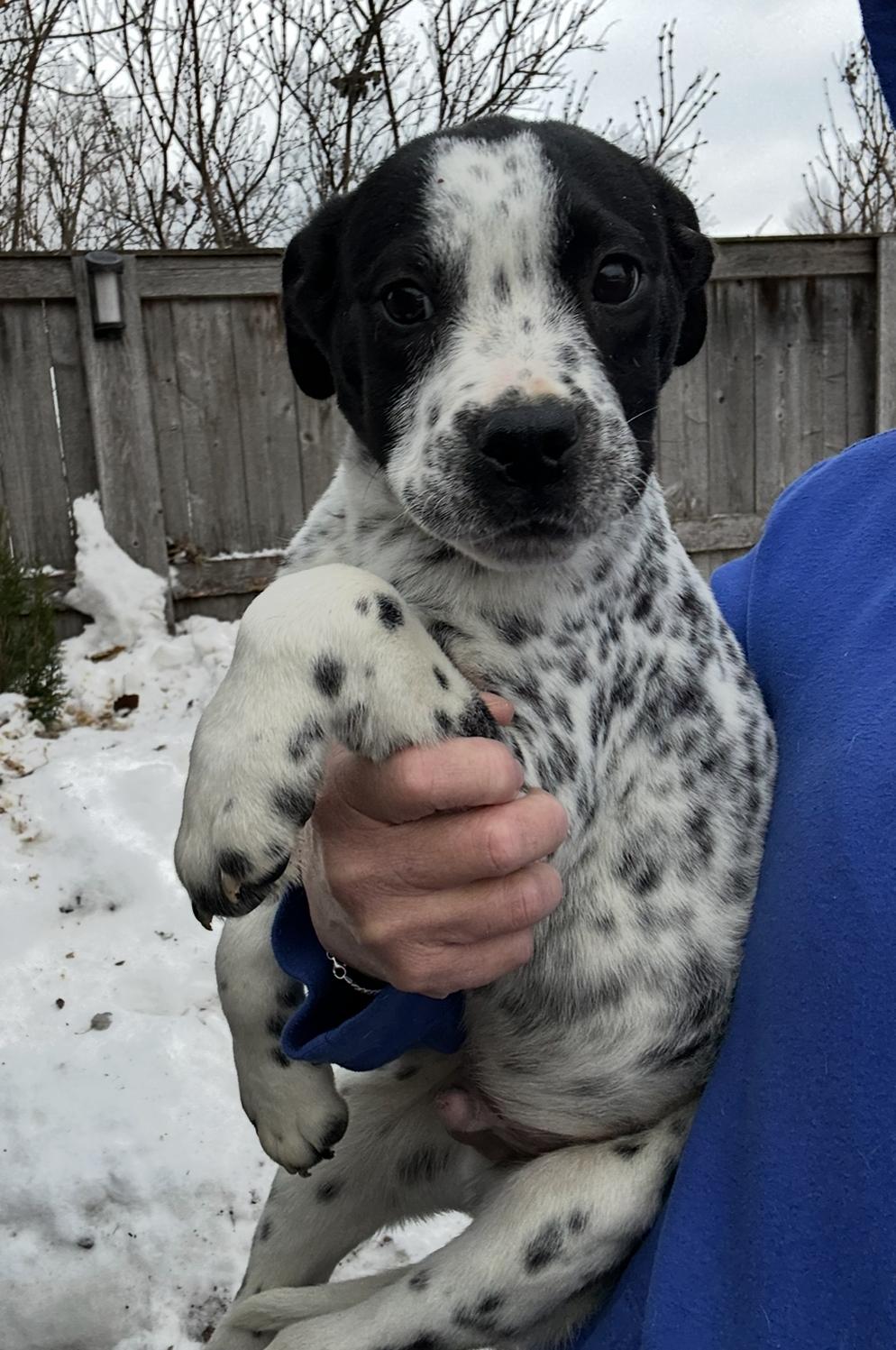 Enlarge Eddie, a Adoptable mixed breed in Arlington Heights, IL image 2/4