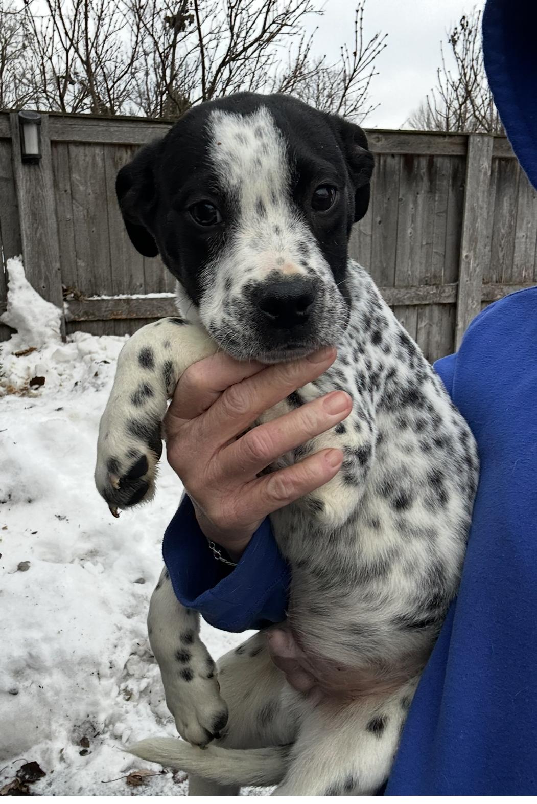 Enlarge Eddie, a Adoptable mixed breed in Arlington Heights, IL image 3/4