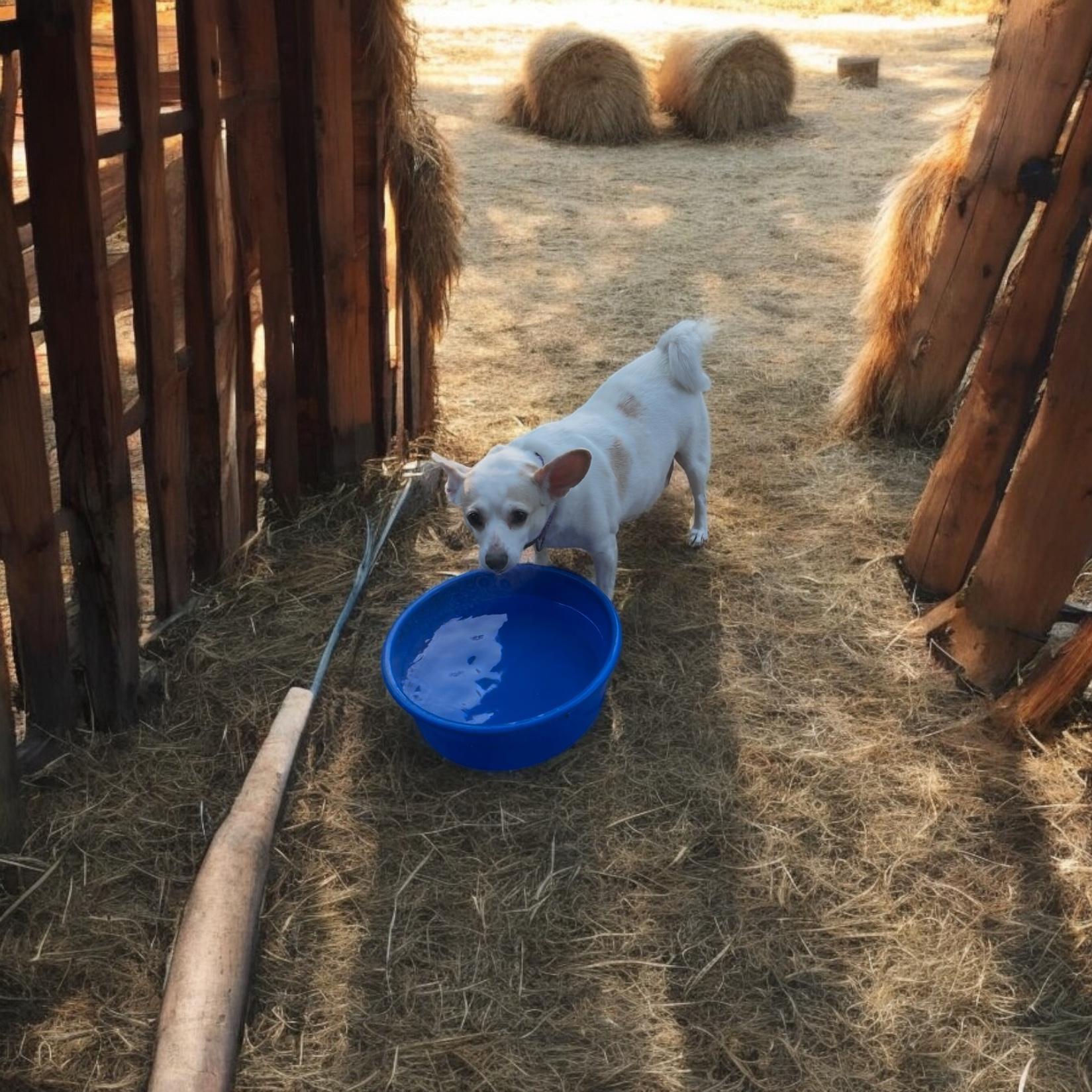 PRINCESS, Adoptable, Adult Female Chihuahua.