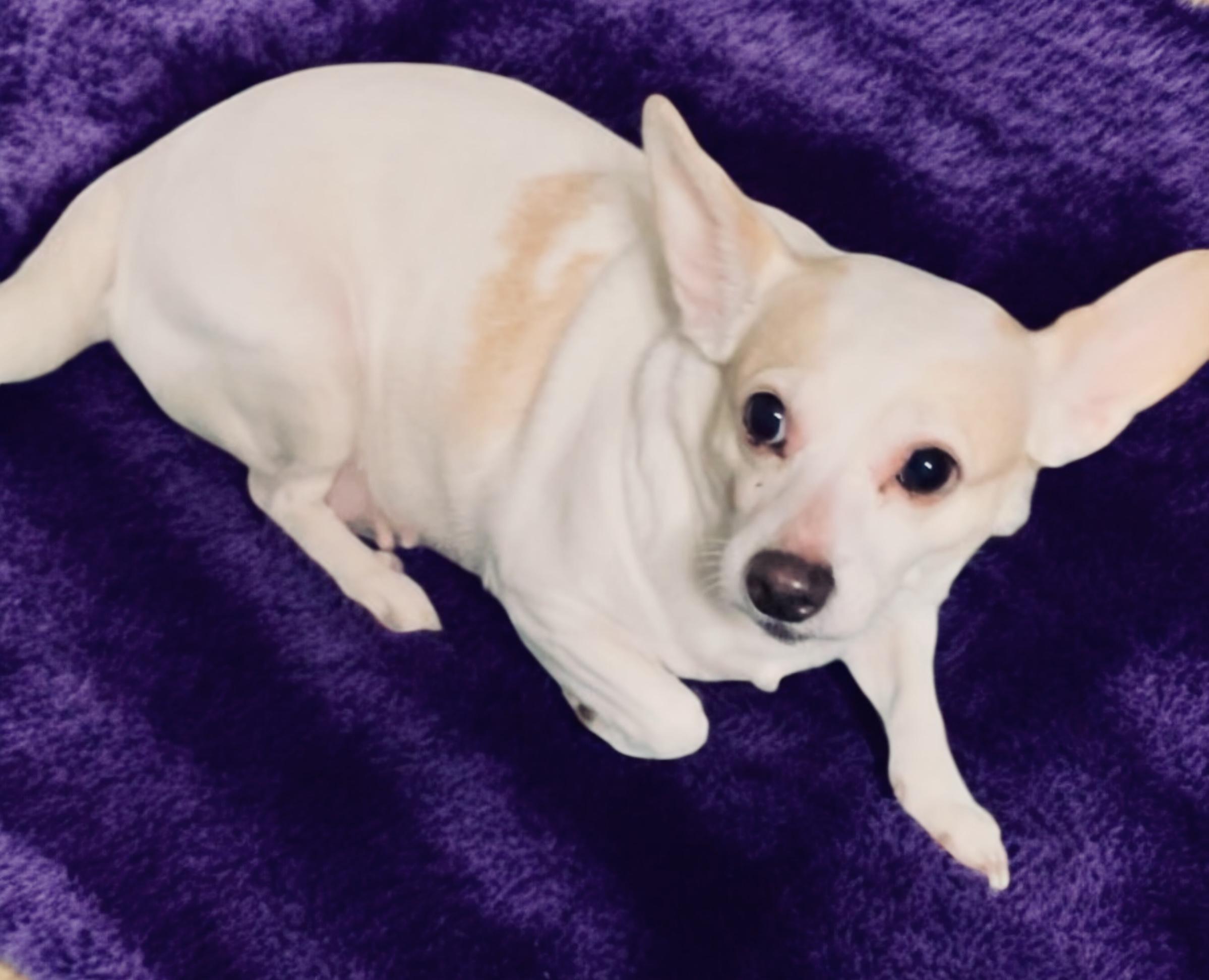 PRINCESS, a Adoptable Chihuahua in Yuba city, CA image 2/2