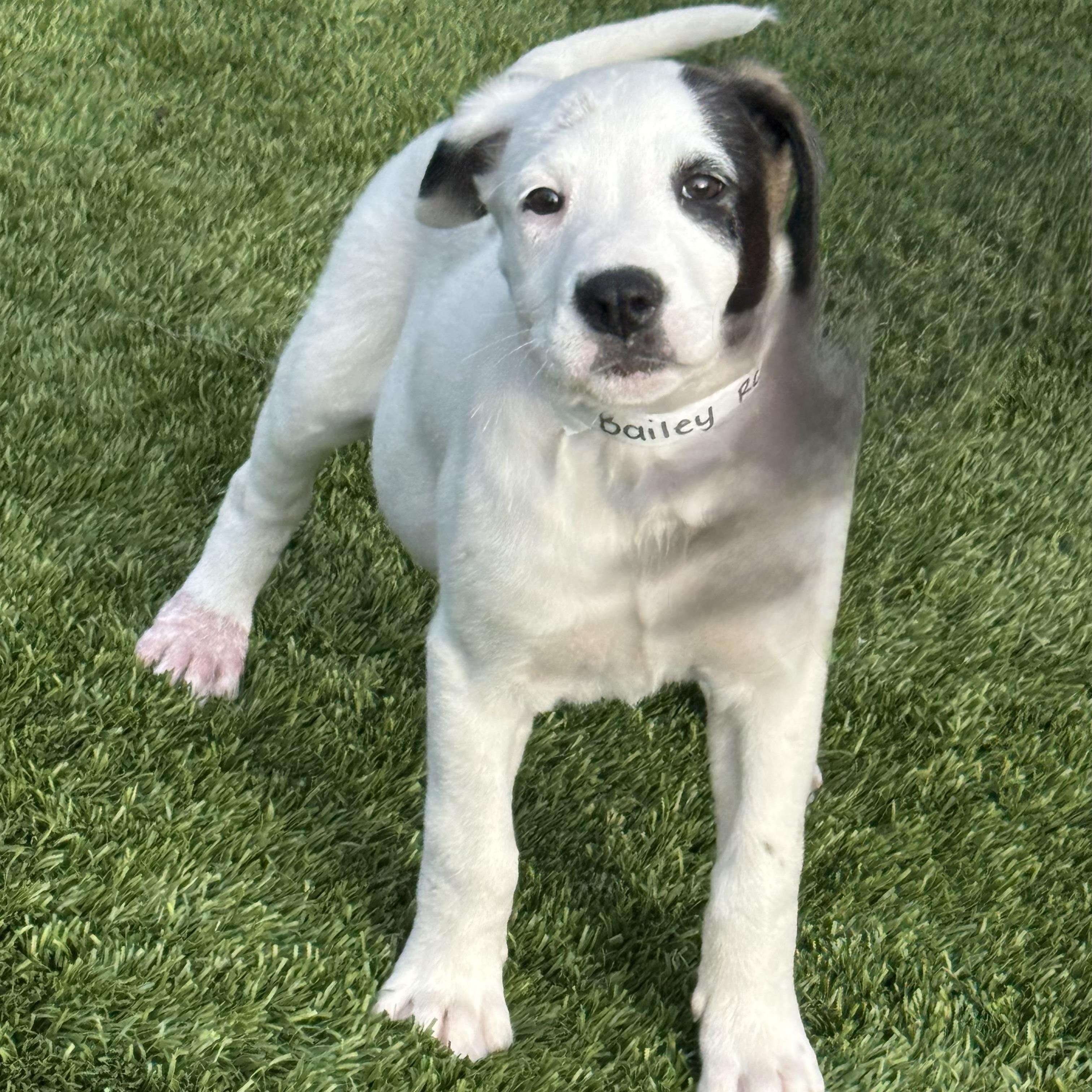 Enlarge Bailey, a Adoptable mixed breed in Williston, VT image 2/5