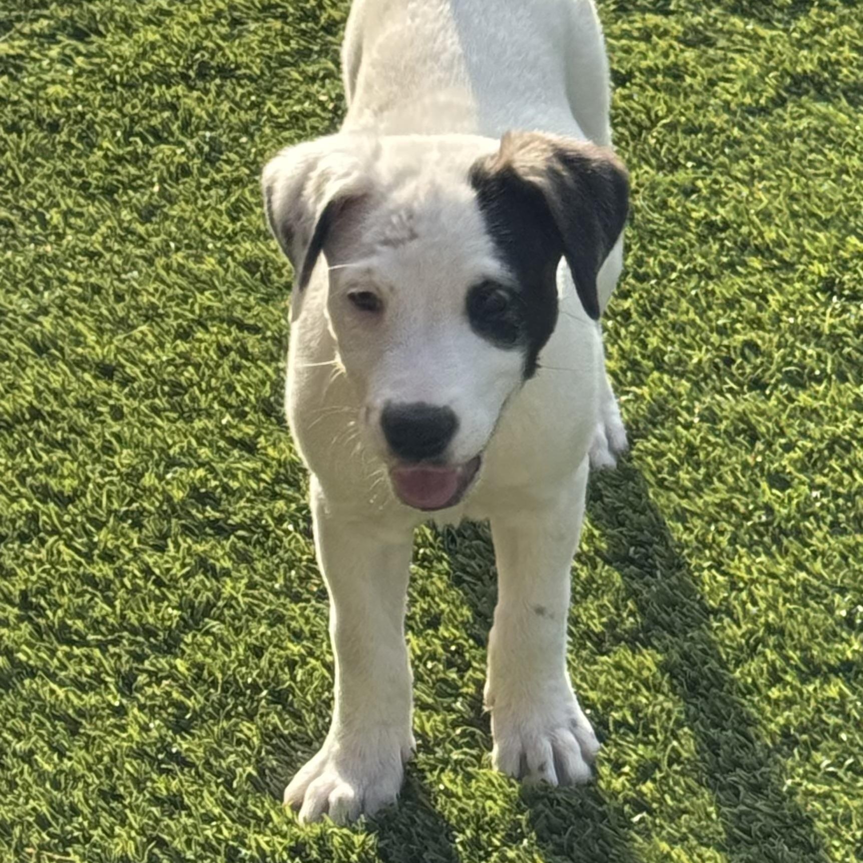 Enlarge Bailey, a Adoptable mixed breed in Williston, VT image 4/5