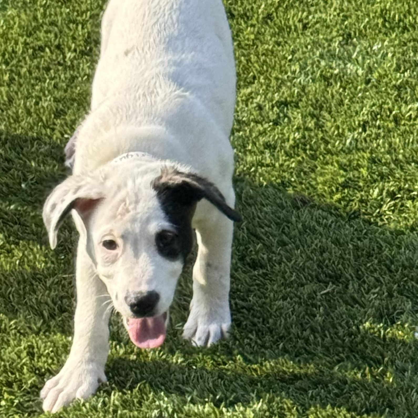 Enlarge Bailey, a Adoptable mixed breed in Williston, VT image 5/5