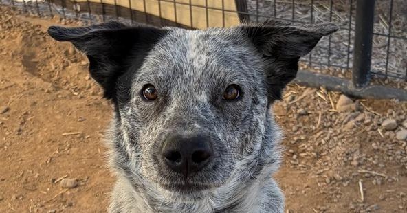 Enlarge Auvi, a Adoptable mixed breed in Challis, ID image 1/3