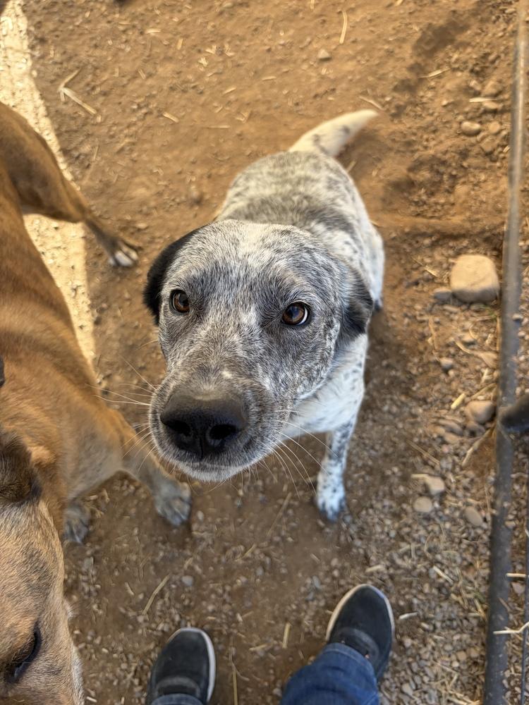 Enlarge Auvi, a Adoptable mixed breed in Challis, ID image 2/3