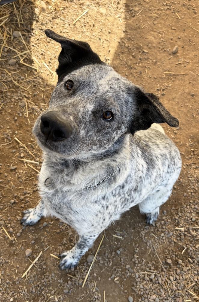 Enlarge Auvi, a Adoptable mixed breed in Challis, ID image 3/3