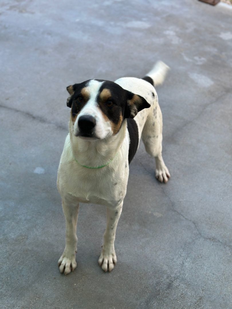 Mitch, an adoptable Cattle Dog in Denison, TX_image-1