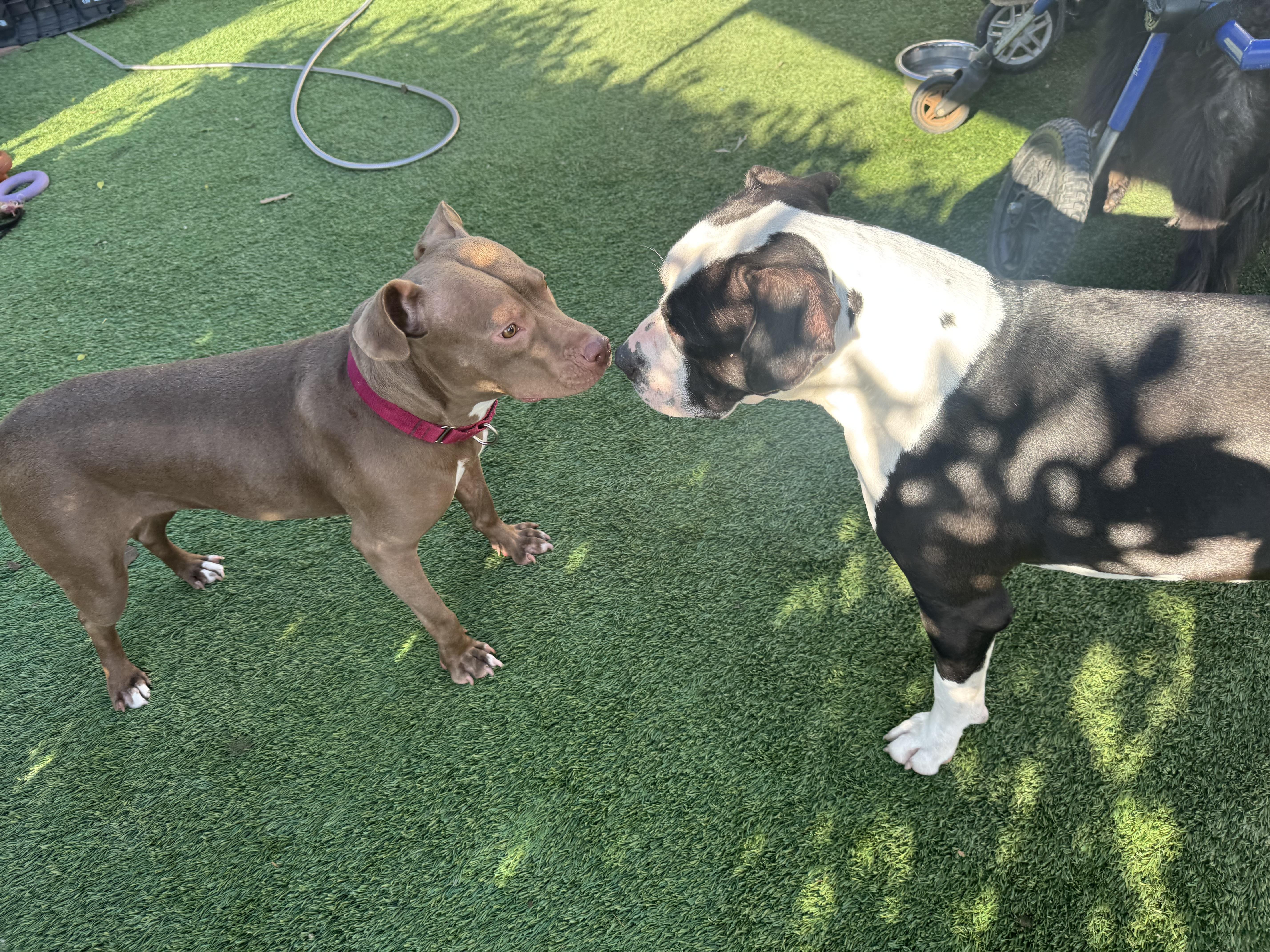 Enlarge Hazel Skye, a Adoptable mixed breed in Whittier, CA image 5/6