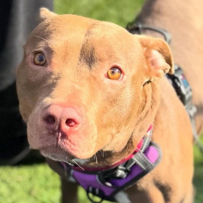 Enlarge Hazel Skye, a Adoptable mixed breed in Whittier, CA image 2/6