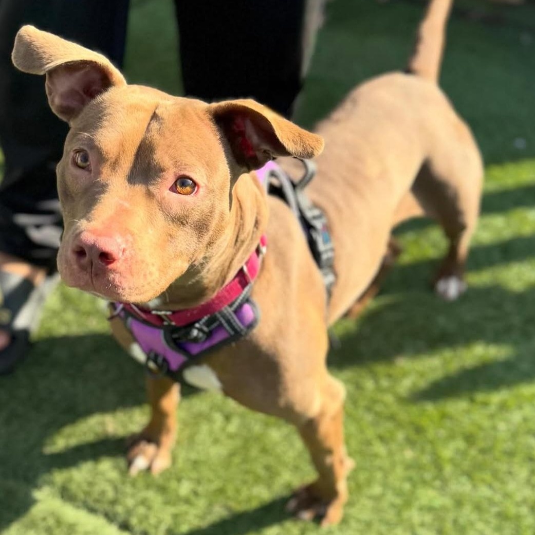 Enlarge Hazel Skye, a Adoptable mixed breed in Whittier, CA image 3/6