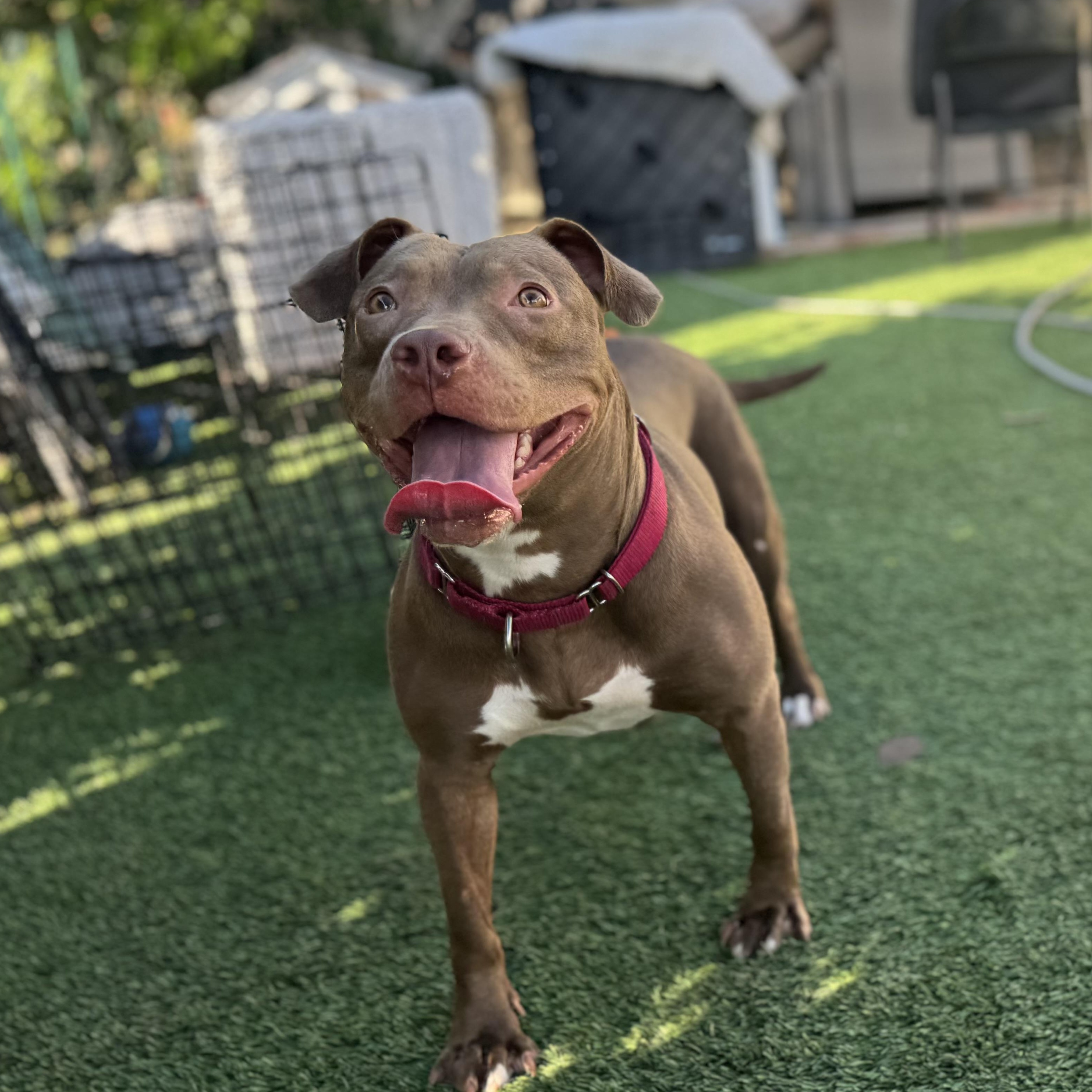 Enlarge Hazel Skye, a Adoptable mixed breed in Whittier, CA image 6/6