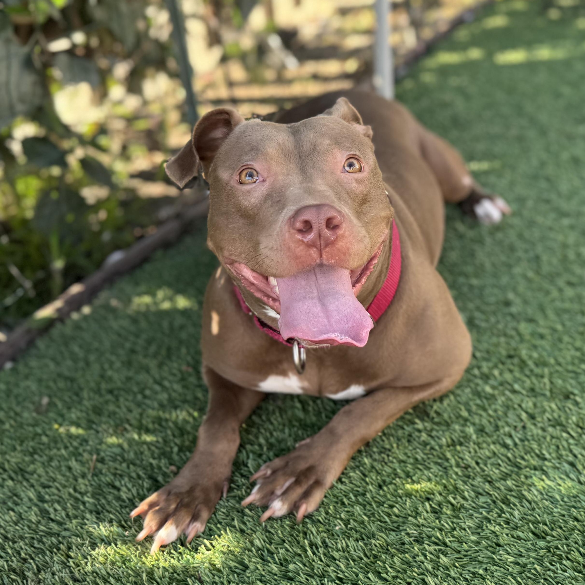 Hazel Skye, Adoptable, Young Female American Staffordshire Terrier & Pit Bull Terrier.