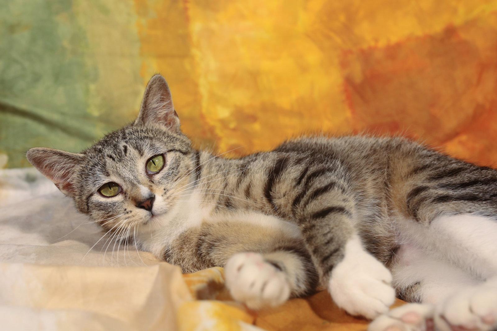 Enlarge Moizelle, a Adopted Domestic Short Hair in New Prague, MN image 1/2