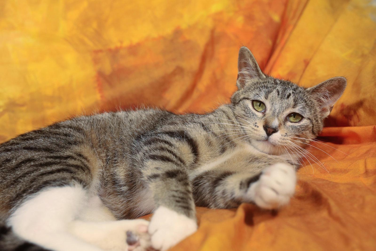 Enlarge Moizelle, a Adopted Domestic Short Hair in New Prague, MN image 2/2