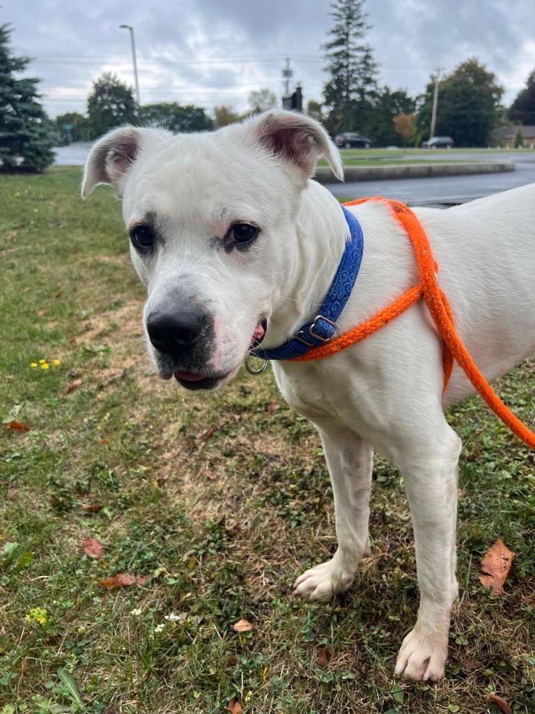 Scooby, Adoptable, Adult Male Pit Bull Terrier.