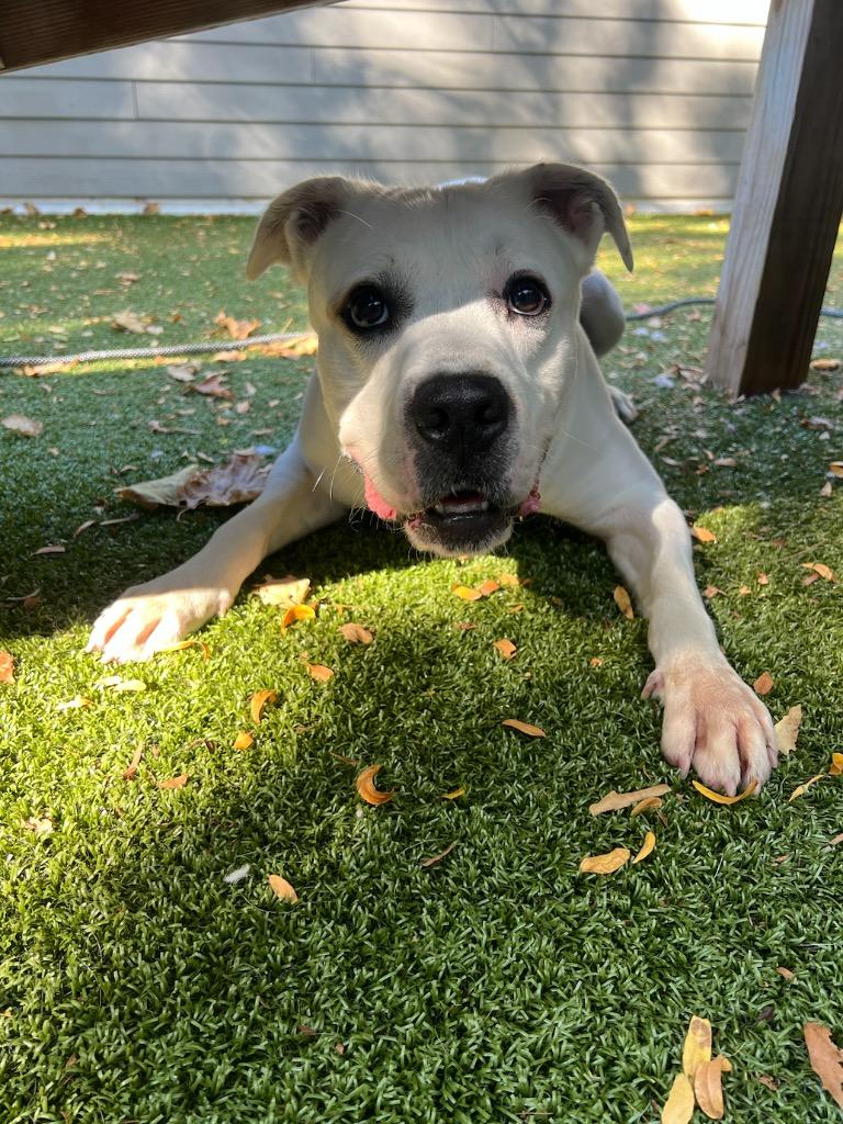 Scooby, Adoptable, Adult Male Pit Bull Terrier.