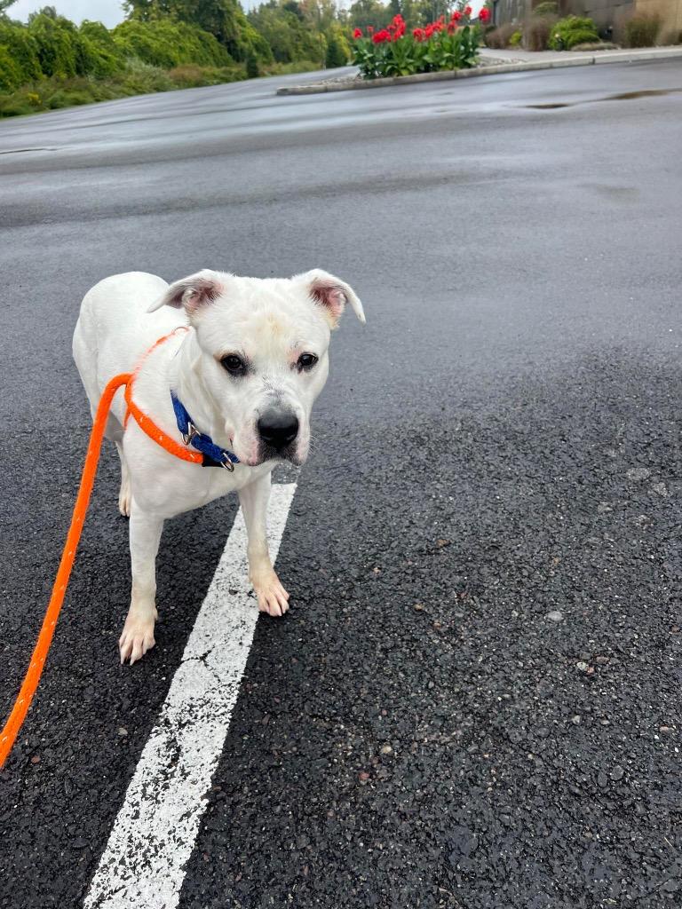 Scooby, a Adoptable mixed breed in Liverpool, NY image 2/6