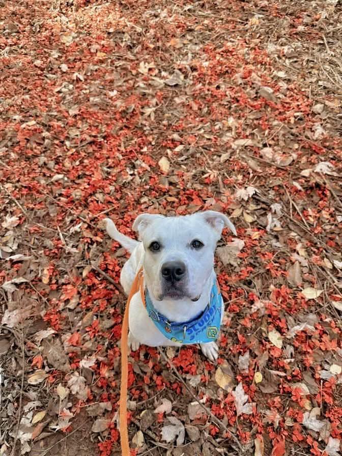 Scooby, a Adoptable mixed breed in Liverpool, NY image 3/6