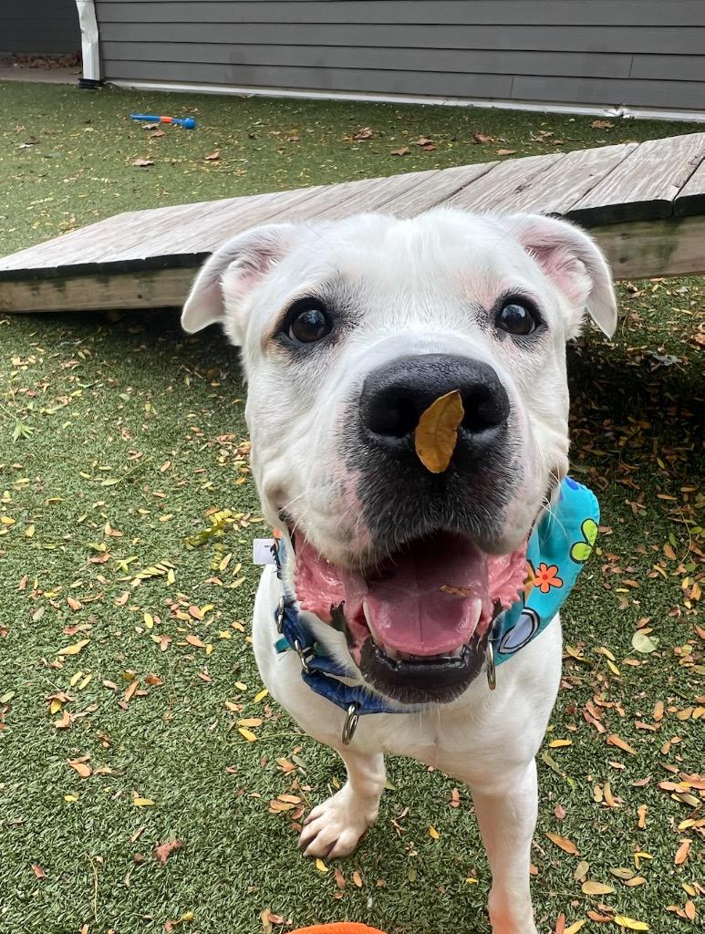 Scooby, a Adoptable mixed breed in Liverpool, NY image 5/6