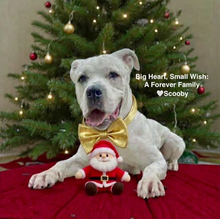 Scooby, a Adoptable mixed breed in Liverpool, NY image 6/6