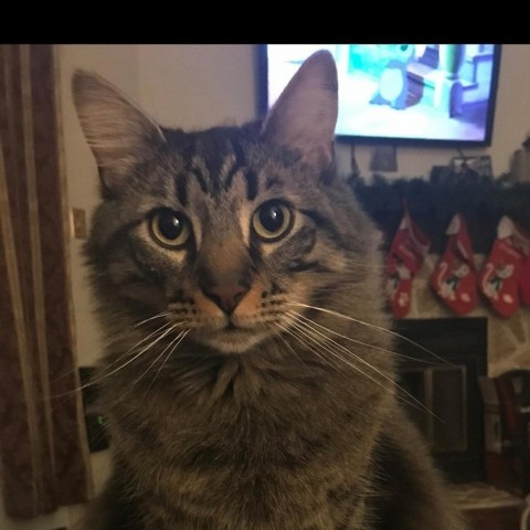 Enlarge Oliver, a Adoptable Domestic Medium Hair in Lyndhurst, VA image 1/1