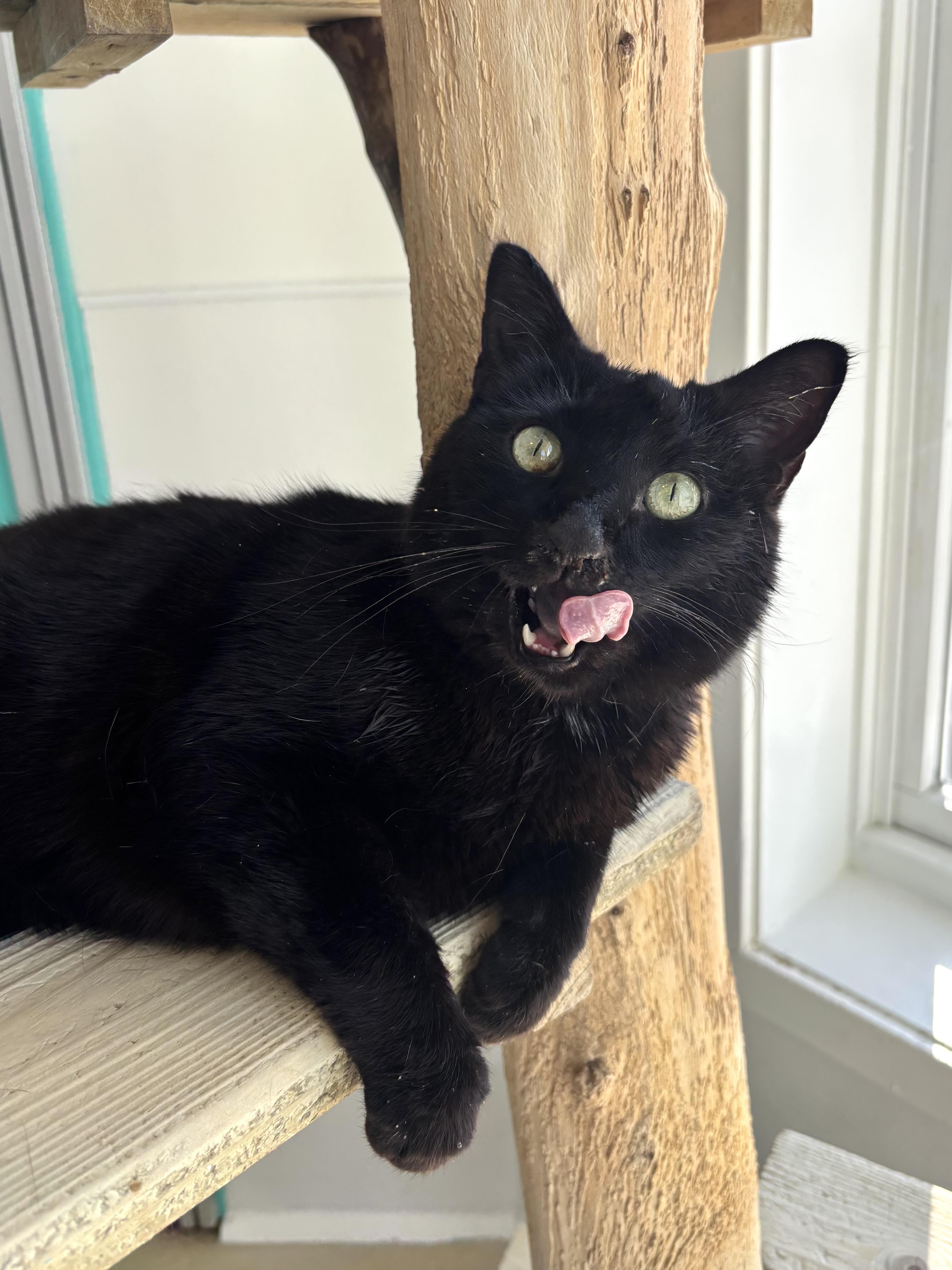 Enlarge Pots - Our Sniffly Sweetheart! , a Adoptable Domestic Short Hair in Chicago, IL image 2/4