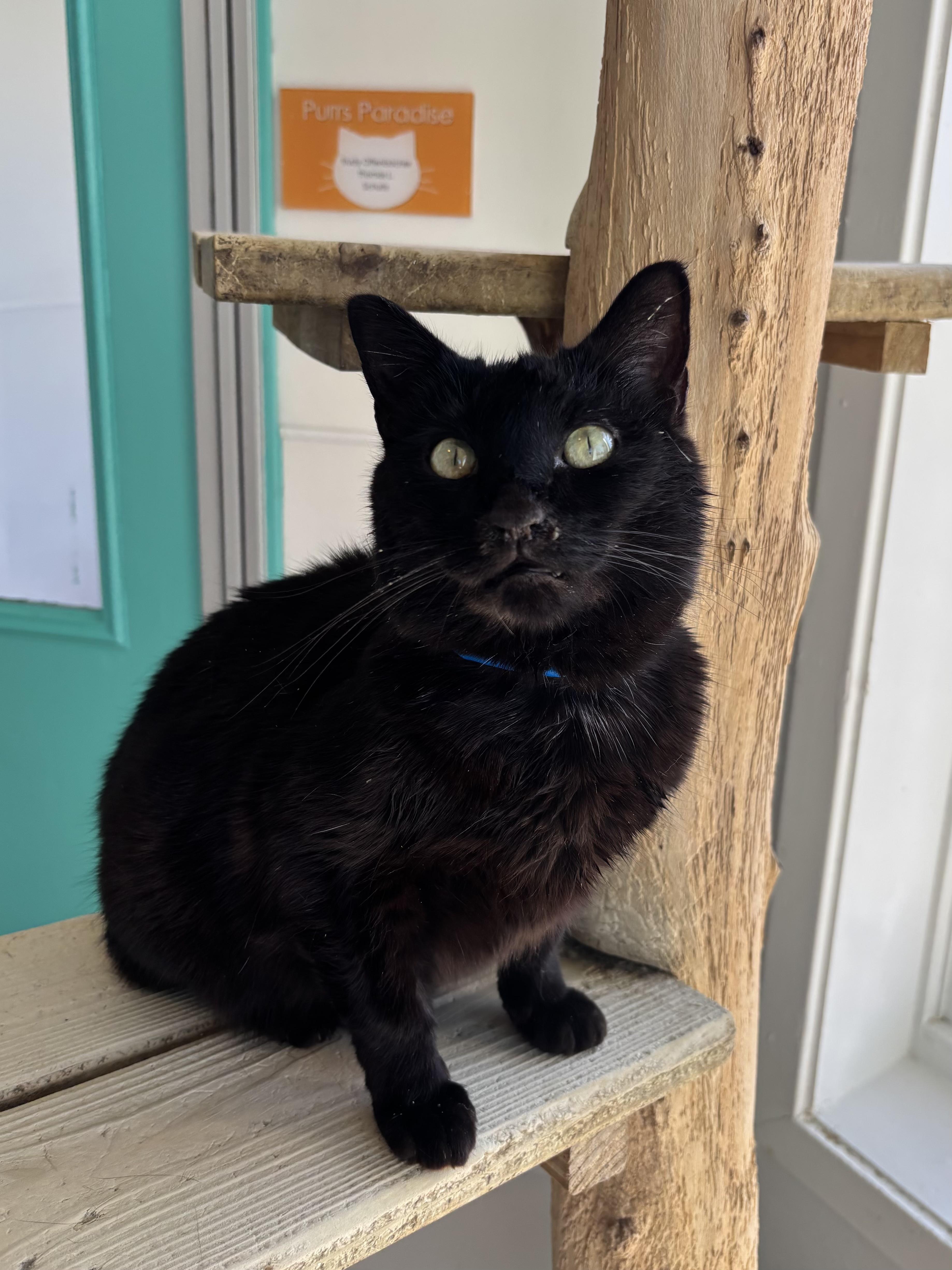 Enlarge Pots - Our Sniffly Sweetheart! , a Adoptable Domestic Short Hair in Chicago, IL image 1/4