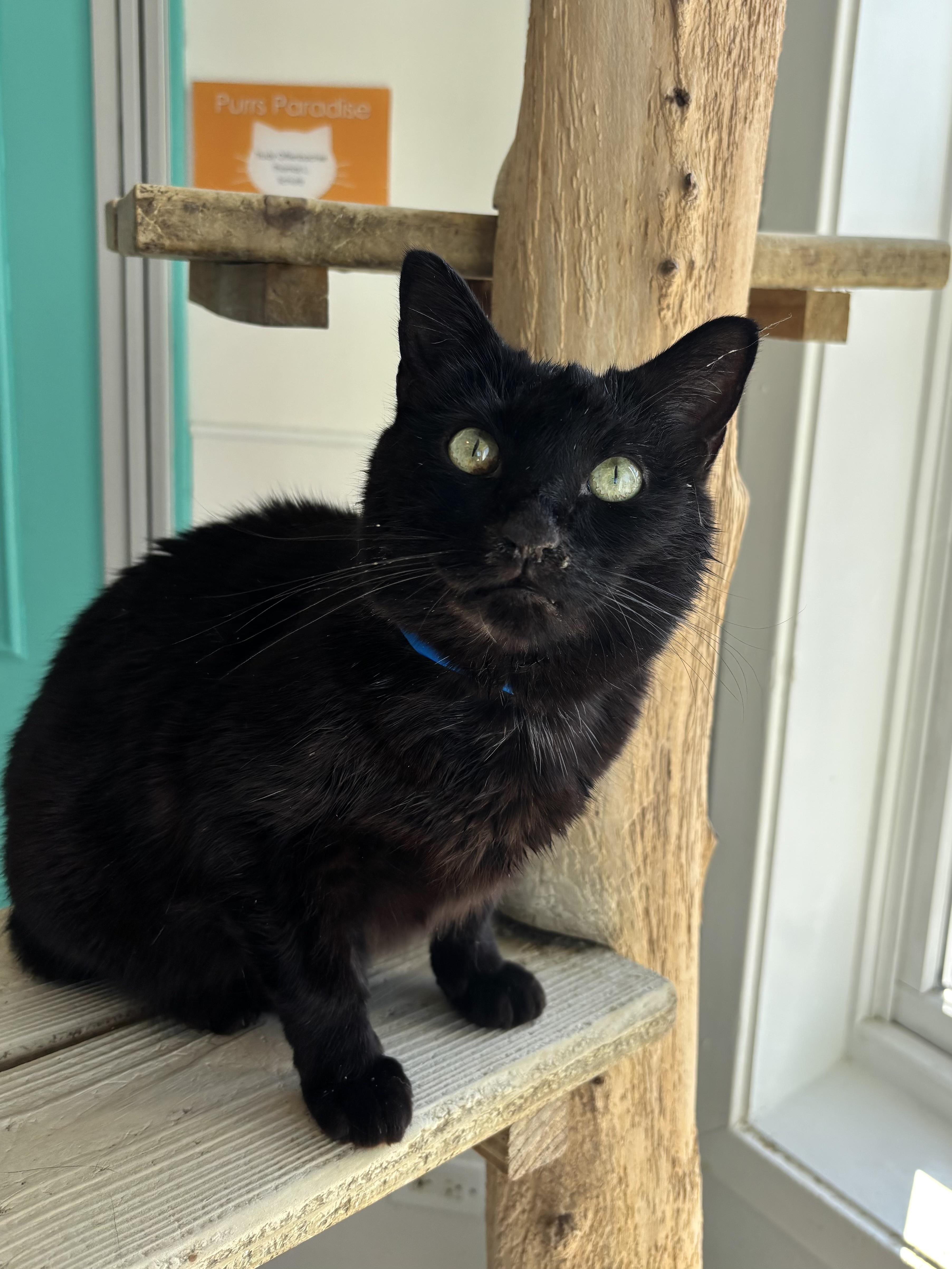 Enlarge Pots - Our Sniffly Sweetheart! , a Adoptable Domestic Short Hair in Chicago, IL image 3/4