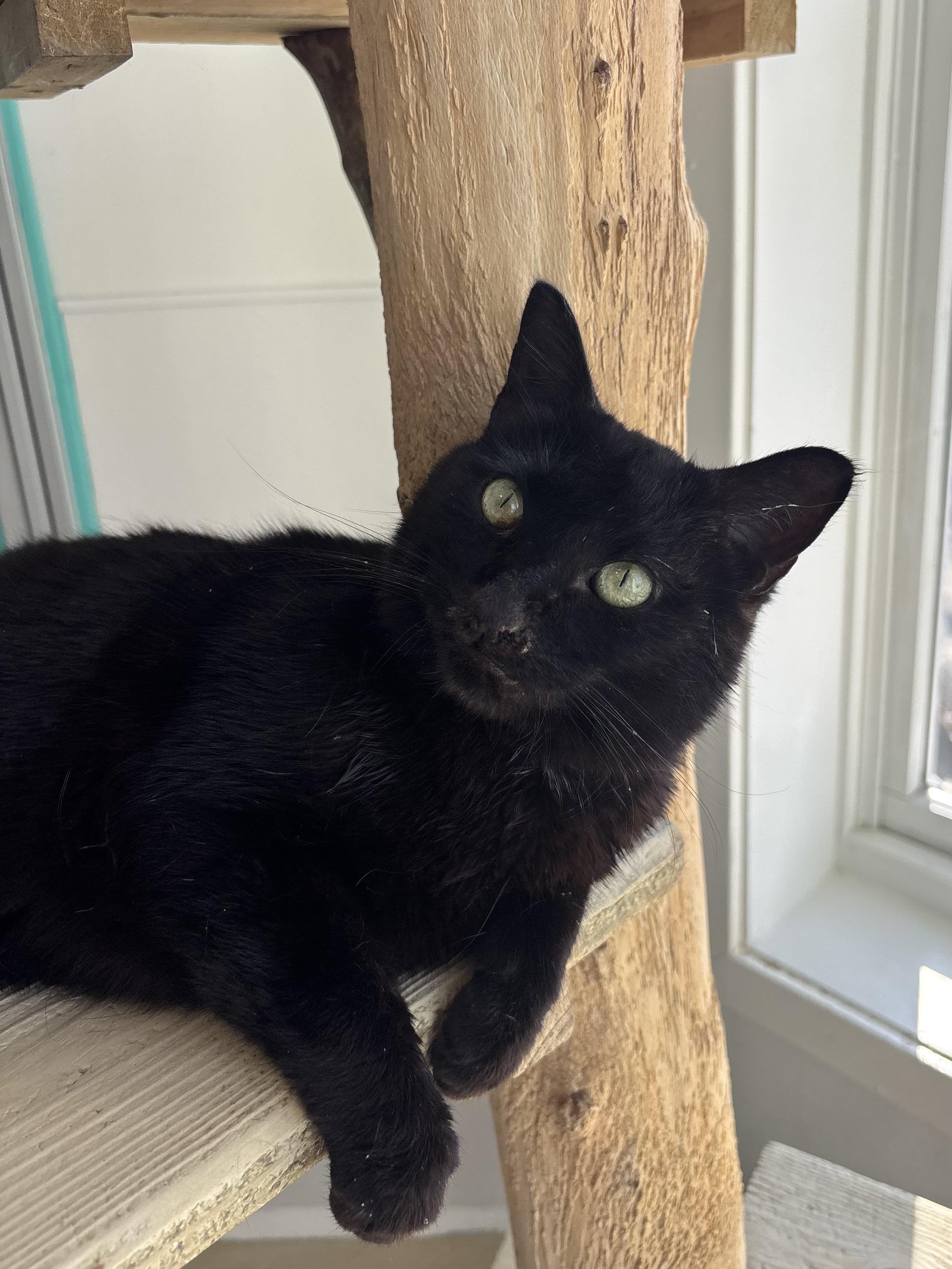 Enlarge Pots - Our Sniffly Sweetheart! , a Adoptable Domestic Short Hair in Chicago, IL image 4/4