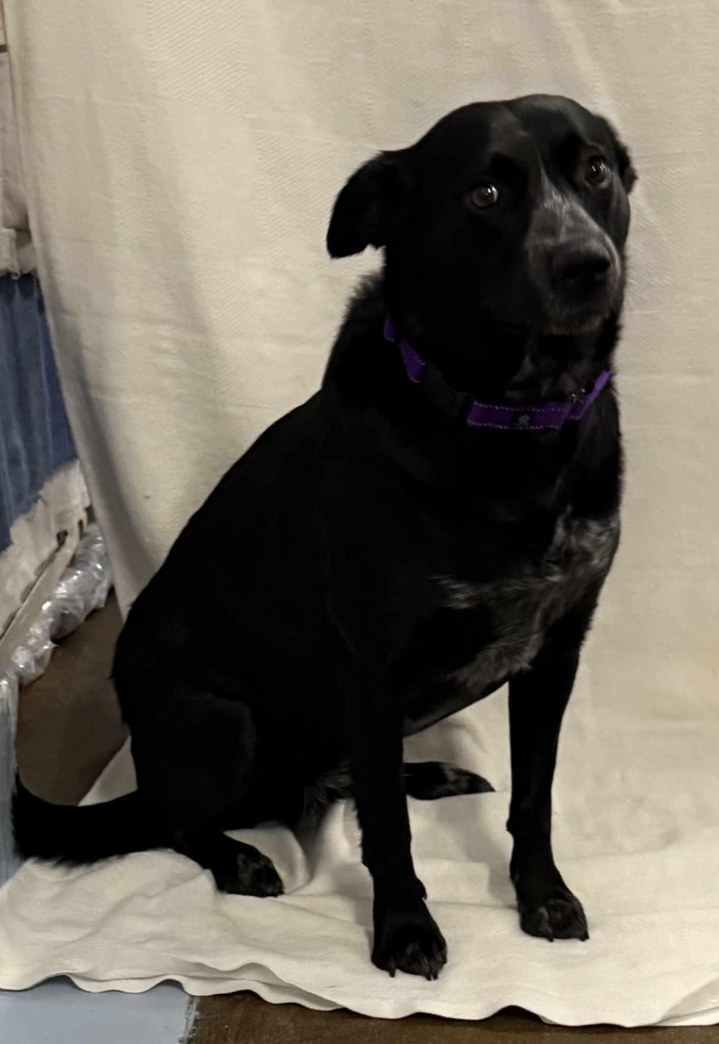 Enlarge Border Collie Brats Momma Luna, a Adoptable mixed breed in Ashville, OH image 1/3
