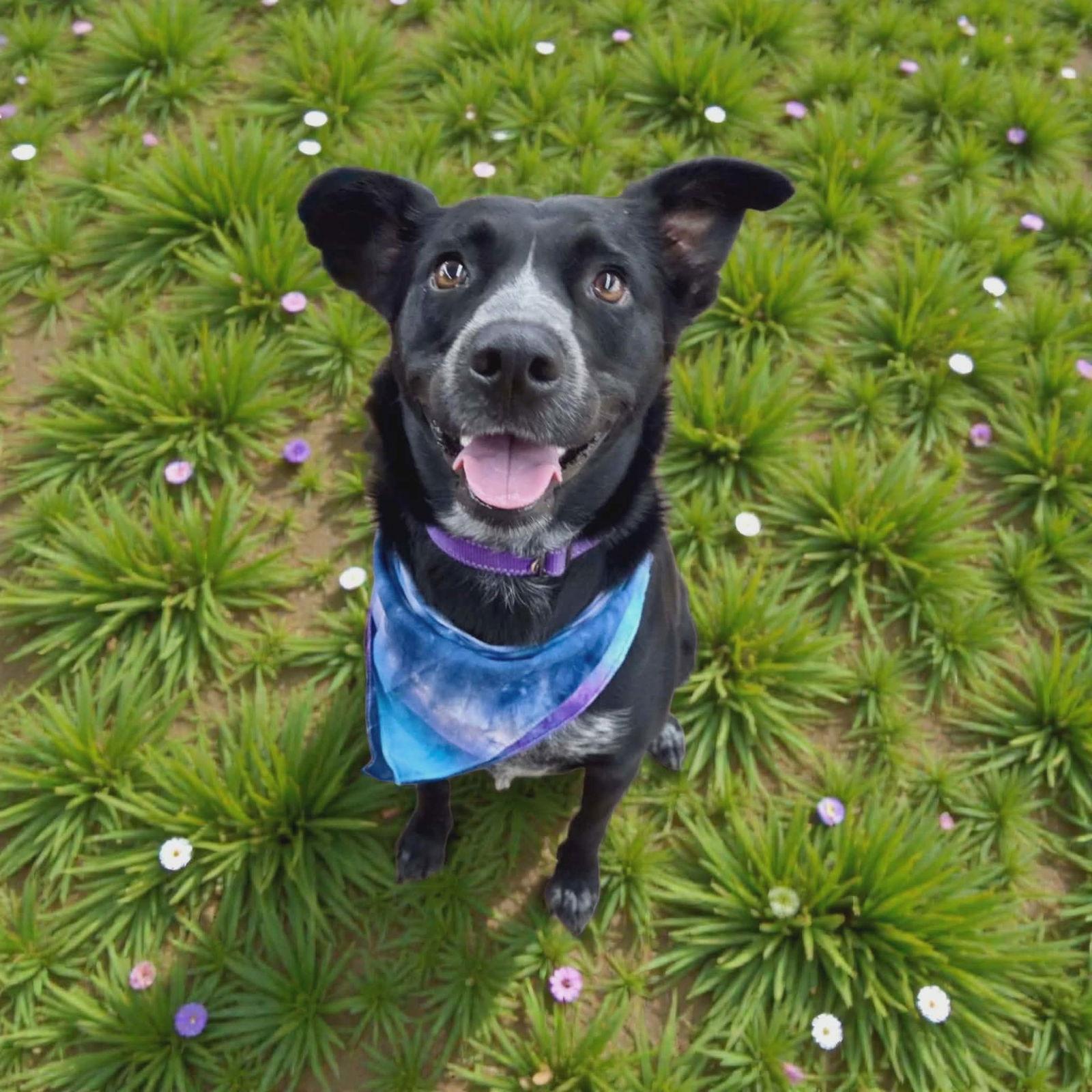Border Collie Brats Momma Luna, Adoptable, Adult Female Australian Cattle Dog / Blue Heeler & Retriever.