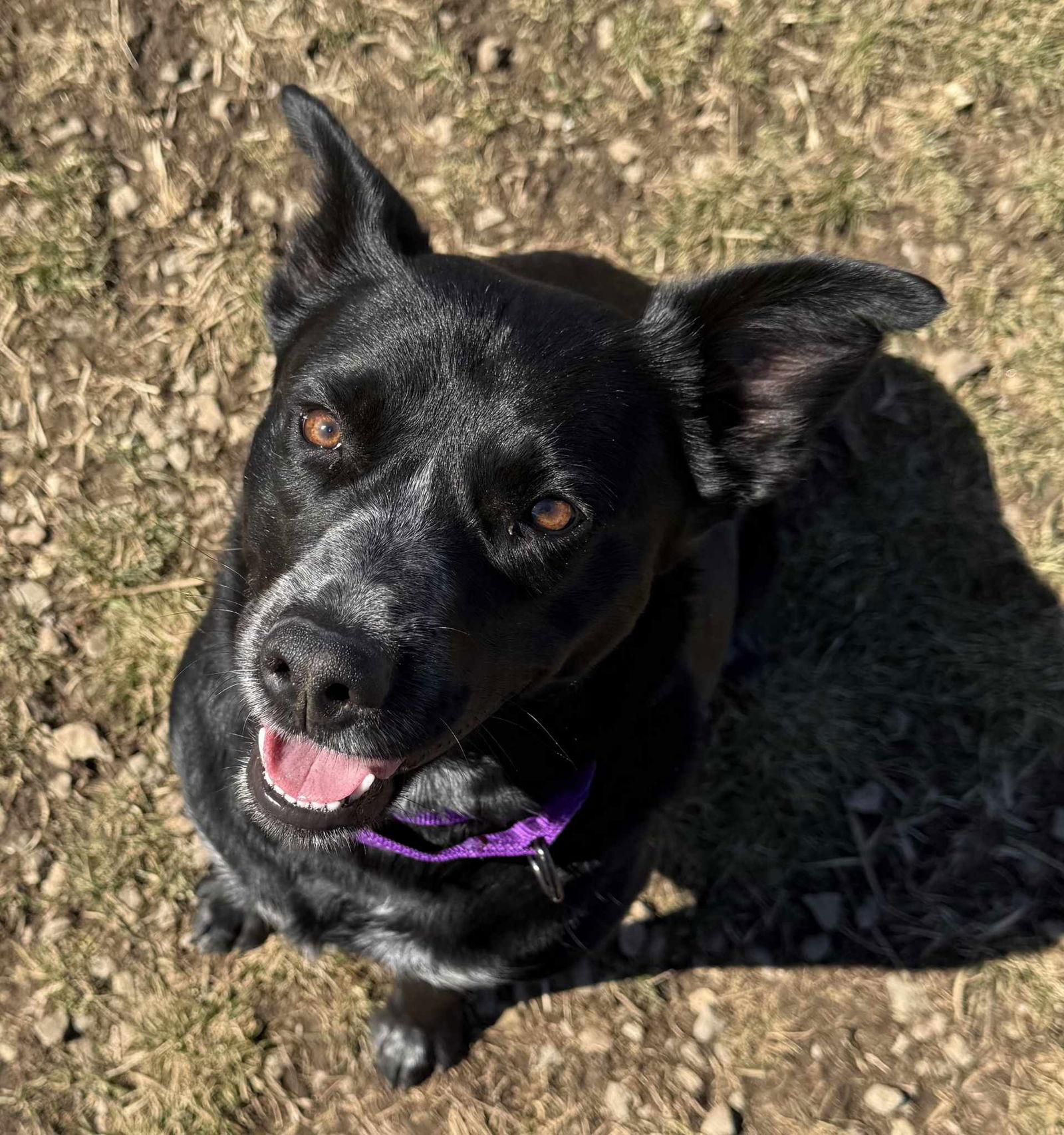 Enlarge Border Collie Brats Momma Luna, a Adoptable mixed breed in Ashville, OH image 2/3