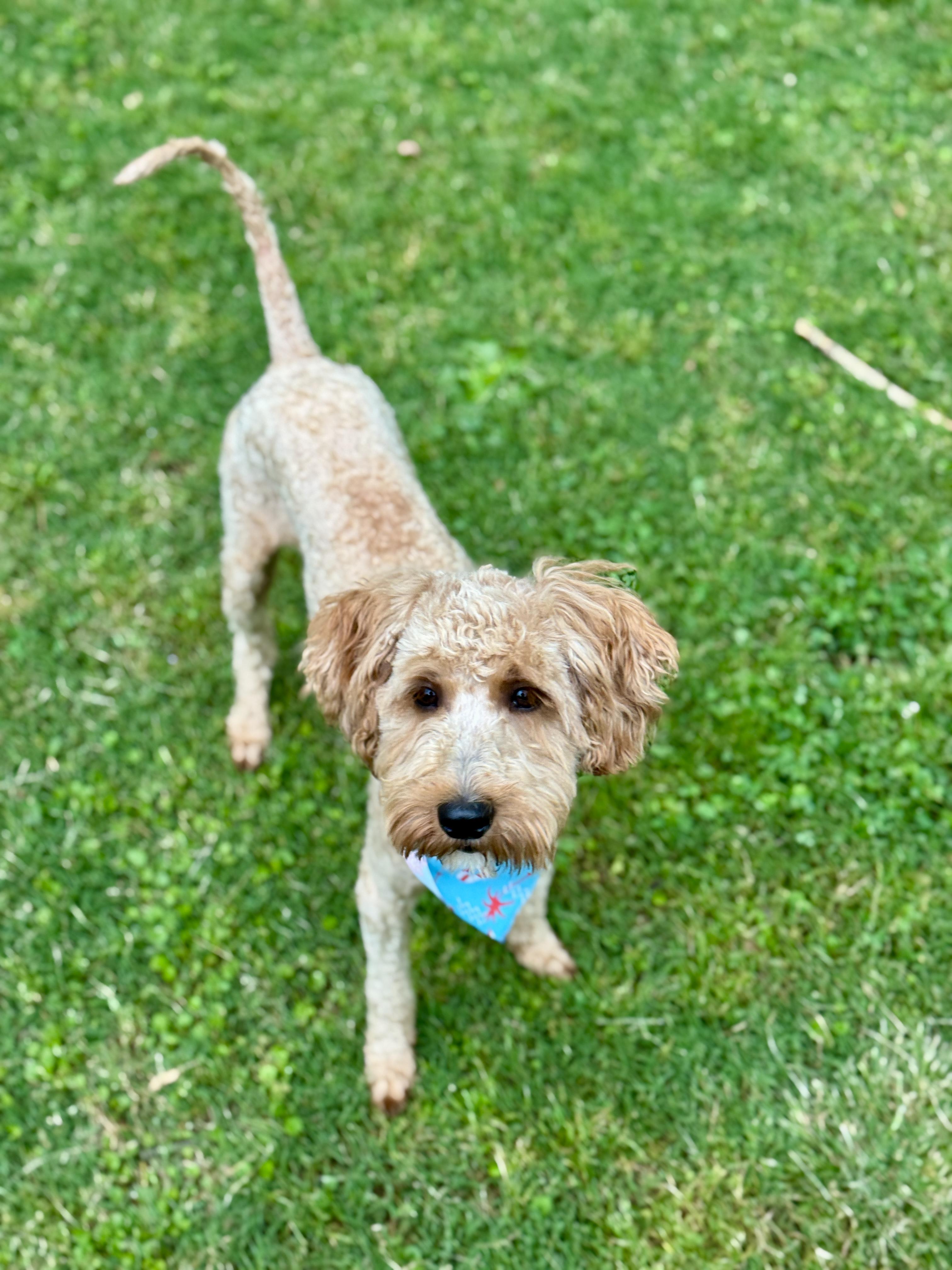 Grover *PENDING ADOPTION*, a Adoptable Goldendoodle in Atlanta, GA image 5/6