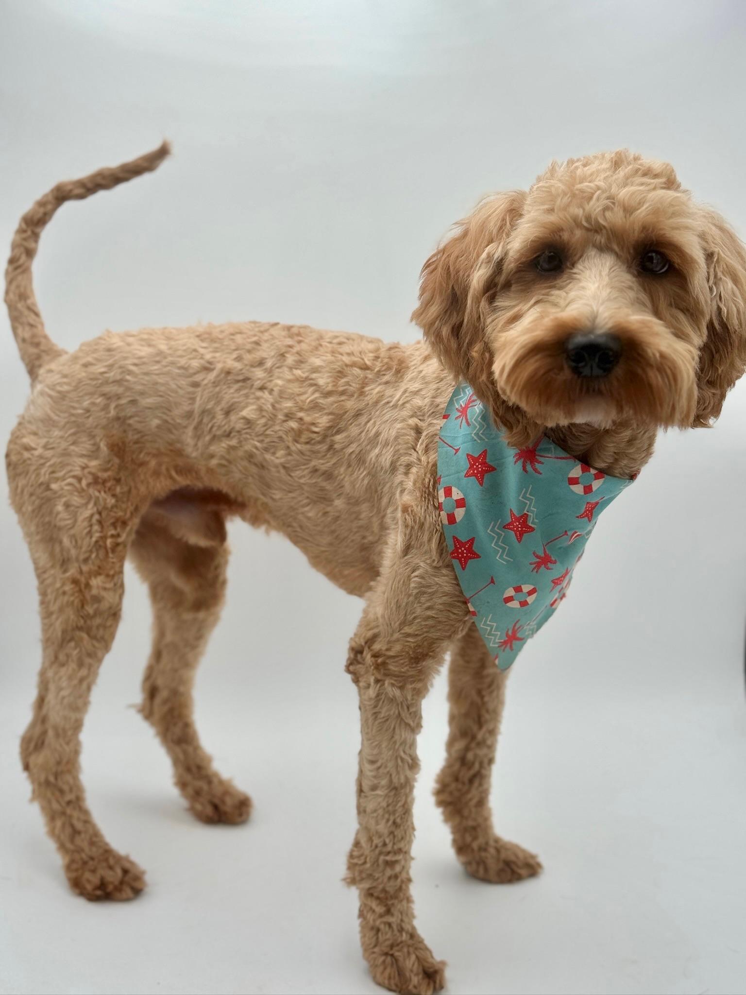 Grover *PENDING ADOPTION*, Adoptable, Young Male Goldendoodle.